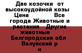 Две козочки  от высокоудойной козы › Цена ­ 20 000 - Все города Животные и растения » Другие животные   . Белгородская обл.,Валуйский р-н
